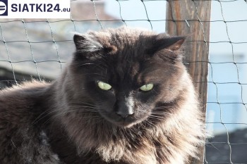 Siatki Błonie - Zabezpieczenie balkonu siatką - Kocia siatka - bezpieczny kot dla terenów Błonie